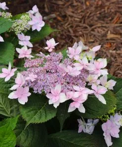 Fast Growing Trees Tuff Stuff Ah-Ha® Hydrangea Shrub 15 Fast Growing Trees Tuff Stuff Ah-Ha® Hydrangea Shrub