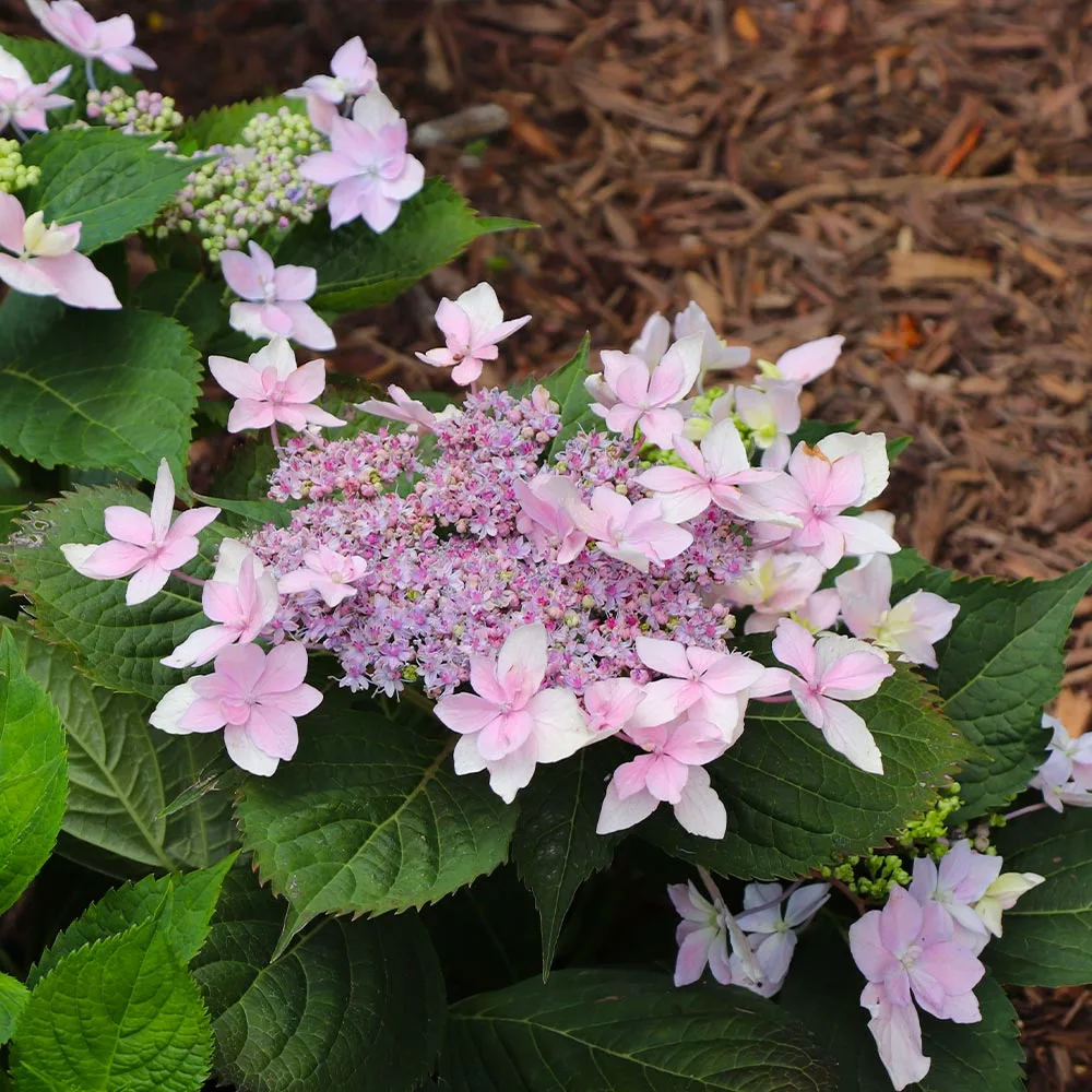 Fast Growing Trees Tuff Stuff Ah-Ha® Hydrangea Shrub 9 Fast Growing Trees Tuff Stuff Ah-Ha® Hydrangea Shrub