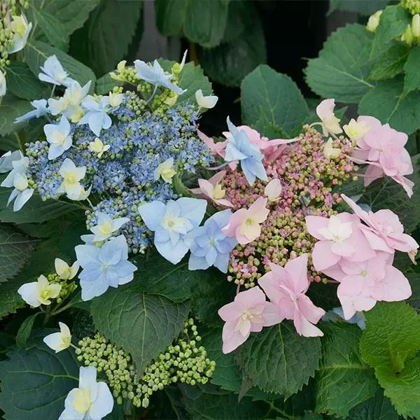 Fast Growing Trees Tuff Stuff Ah-Ha® Hydrangea Shrub 3 Fast Growing Trees Tuff Stuff Ah-Ha® Hydrangea Shrub