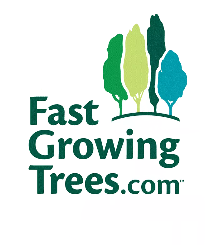 Fast Growing Trees Red Anthurium Plant 6 Fast Growing Trees Red Anthurium Plant