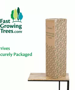 Fast Growing Trees White Orchid Plant Gift Plants 7 Fast Growing Trees White Orchid Plant Gift Plants