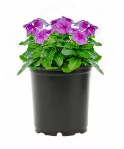 No Warranty Blue Vinca