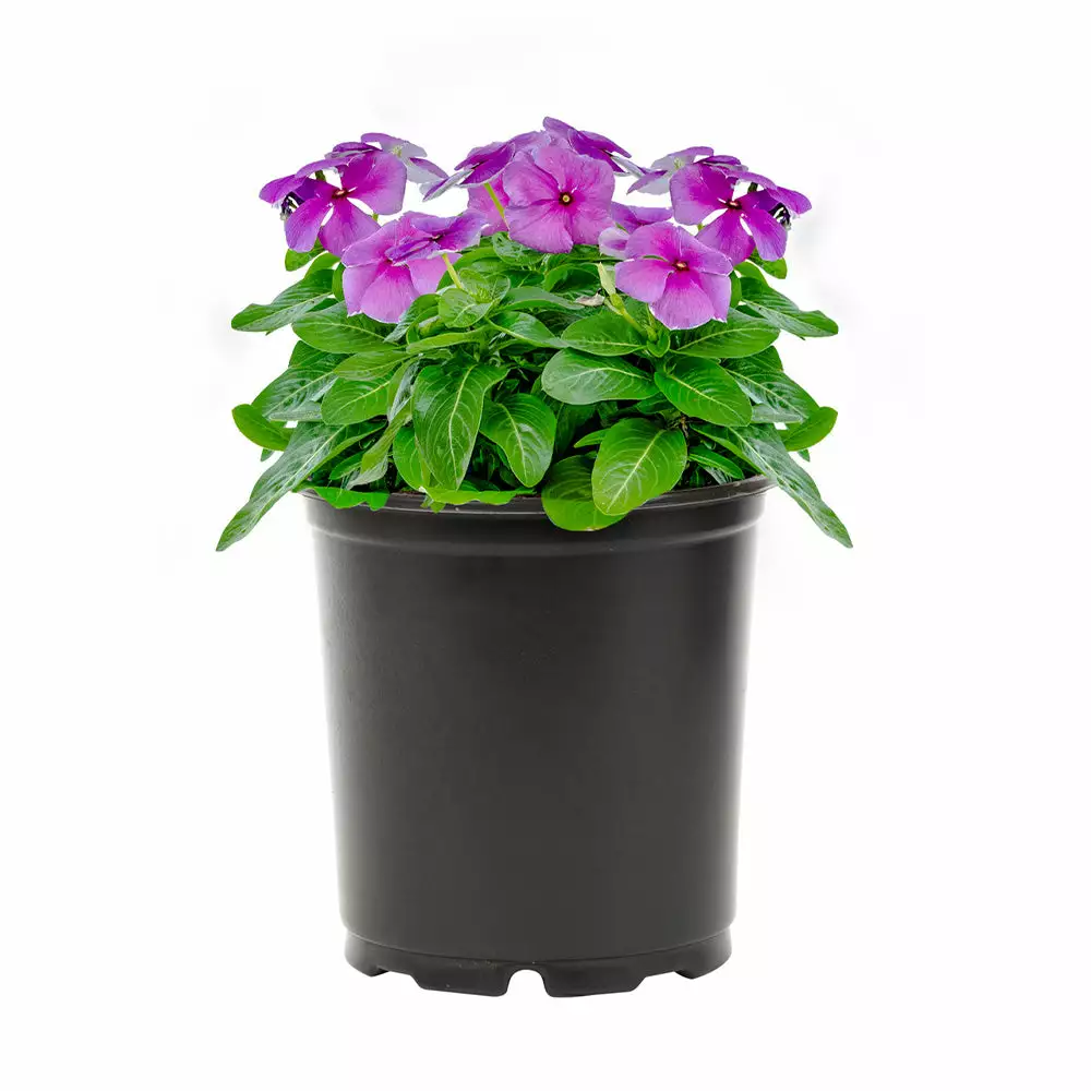 No Warranty Blue Vinca 4 No Warranty Blue Vinca