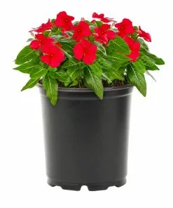 No Warranty Red Vinca Annuals