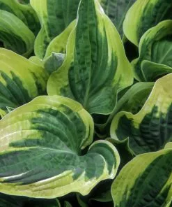 Fast Growing Trees Wide Brim Hosta See All Shrubs & Hedges 8 Fast Growing Trees Wide Brim Hosta See All Shrubs & Hedges