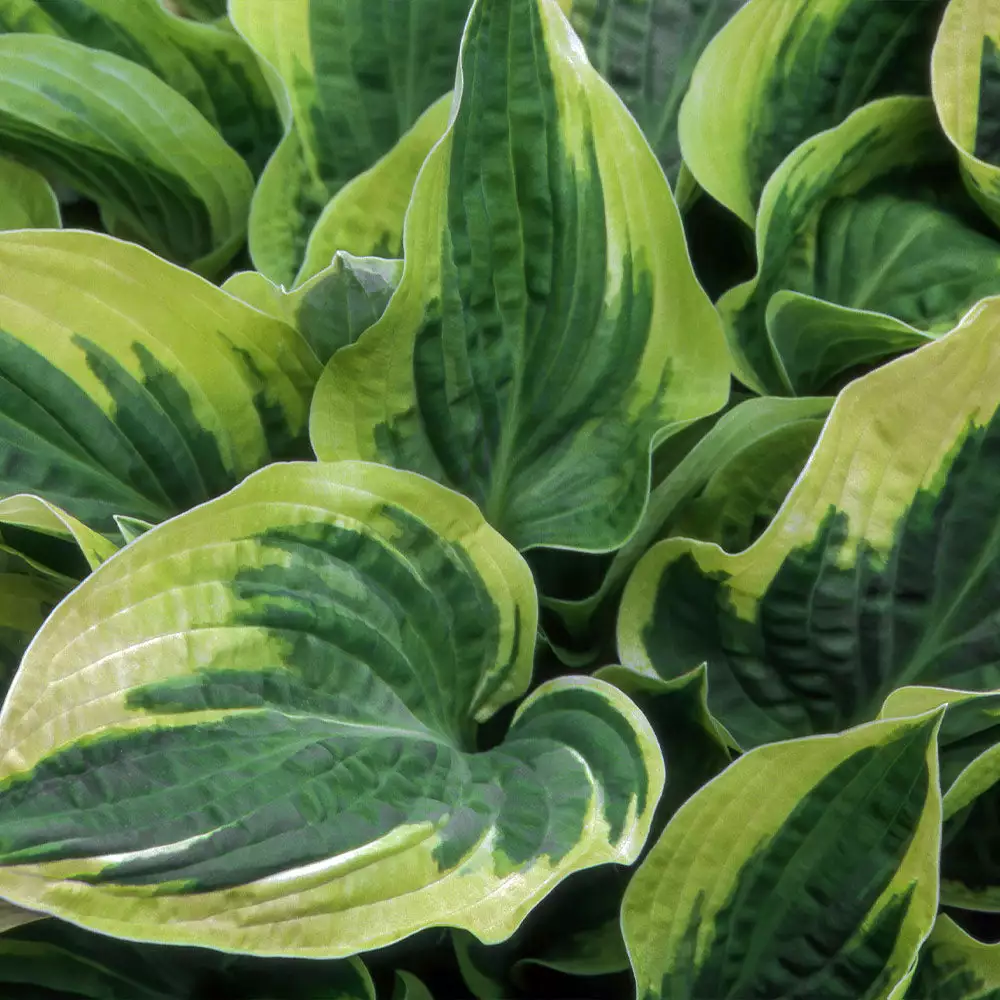 Fast Growing Trees Wide Brim Hosta See All Shrubs & Hedges 5 Fast Growing Trees Wide Brim Hosta See All Shrubs & Hedges