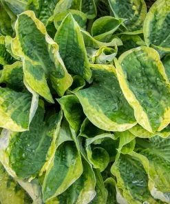 Fast Growing Trees Wide Brim Hosta See All Shrubs & Hedges 9 Fast Growing Trees Wide Brim Hosta See All Shrubs & Hedges