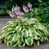 Fast Growing Trees Wide Brim Hosta See All Shrubs & Hedges 1 Fast Growing Trees Wide Brim Hosta See All Shrubs & Hedges