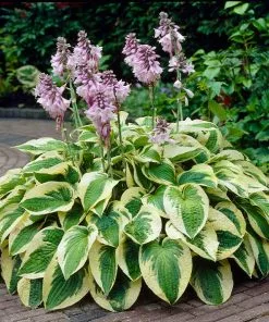 Fast Growing Trees Wide Brim Hosta See All Shrubs & Hedges