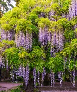 Fast Growing Trees Wisteria - Tree Form See All Shrubs & Hedges 8 Fast Growing Trees Wisteria - Tree Form See All Shrubs & Hedges