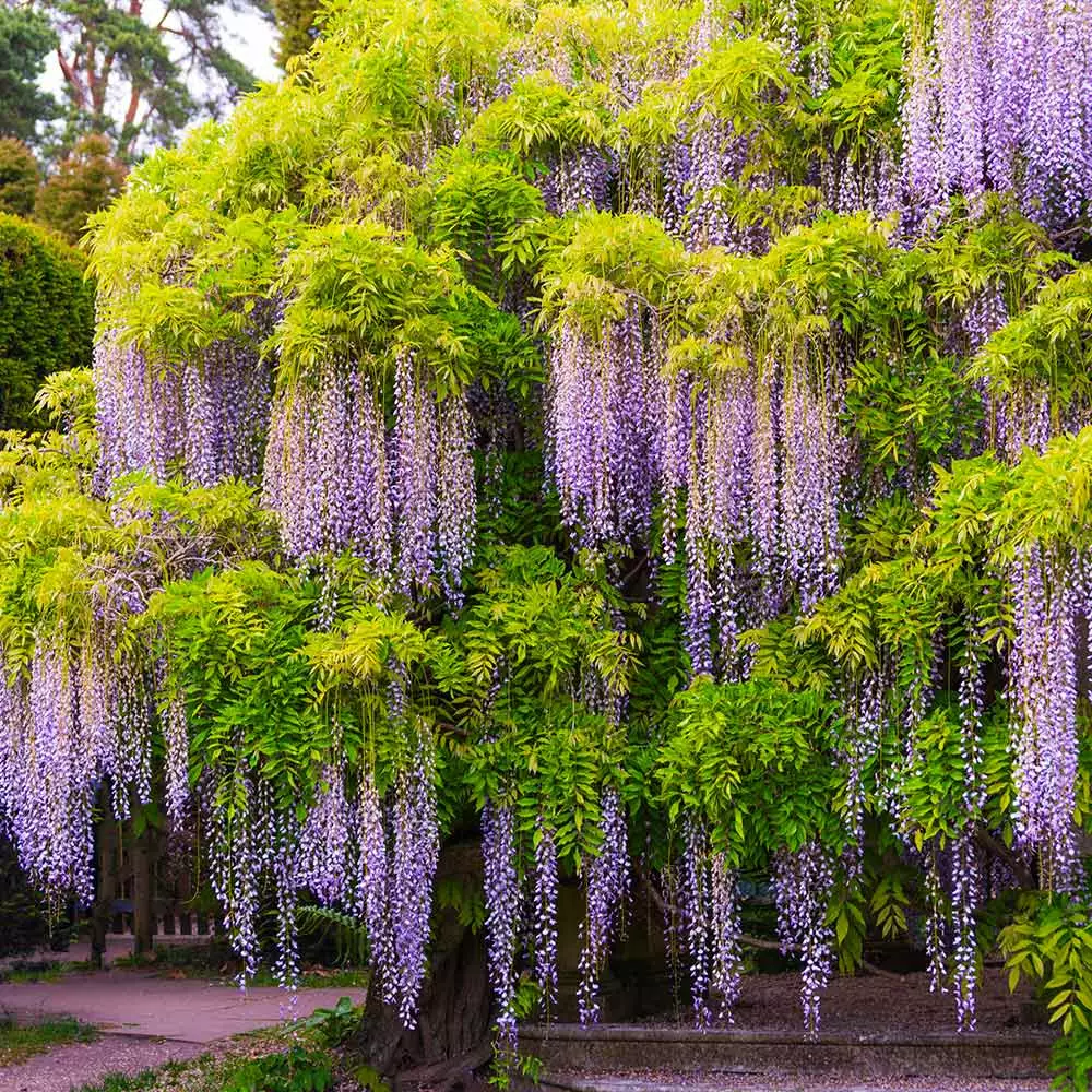 Fast Growing Trees Wisteria - Tree Form See All Shrubs & Hedges 5 Fast Growing Trees Wisteria - Tree Form See All Shrubs & Hedges