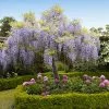 Fast Growing Trees Wisteria - Tree Form See All Shrubs & Hedges 2 Fast Growing Trees Wisteria - Tree Form See All Shrubs & Hedges
