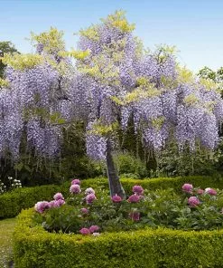 Fast Growing Trees Wisteria - Tree Form See All Shrubs & Hedges