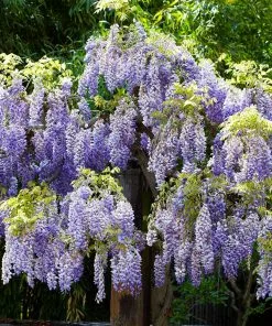 Fast Growing Trees Wisteria - Tree Form See All Shrubs & Hedges 9 Fast Growing Trees Wisteria - Tree Form See All Shrubs & Hedges