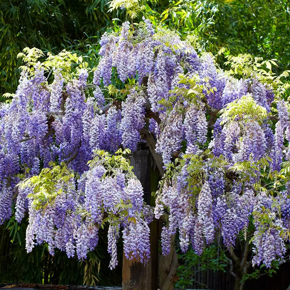 Fast Growing Trees Wisteria - Tree Form See All Shrubs & Hedges 6 Fast Growing Trees Wisteria - Tree Form See All Shrubs & Hedges