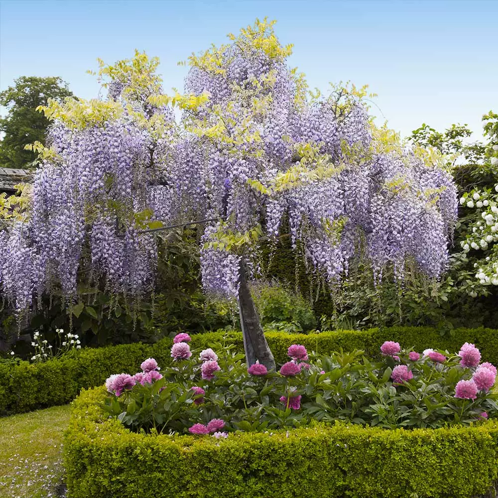 Fast Growing Trees Wisteria - Tree Form See All Shrubs & Hedges 4 Fast Growing Trees Wisteria - Tree Form See All Shrubs & Hedges