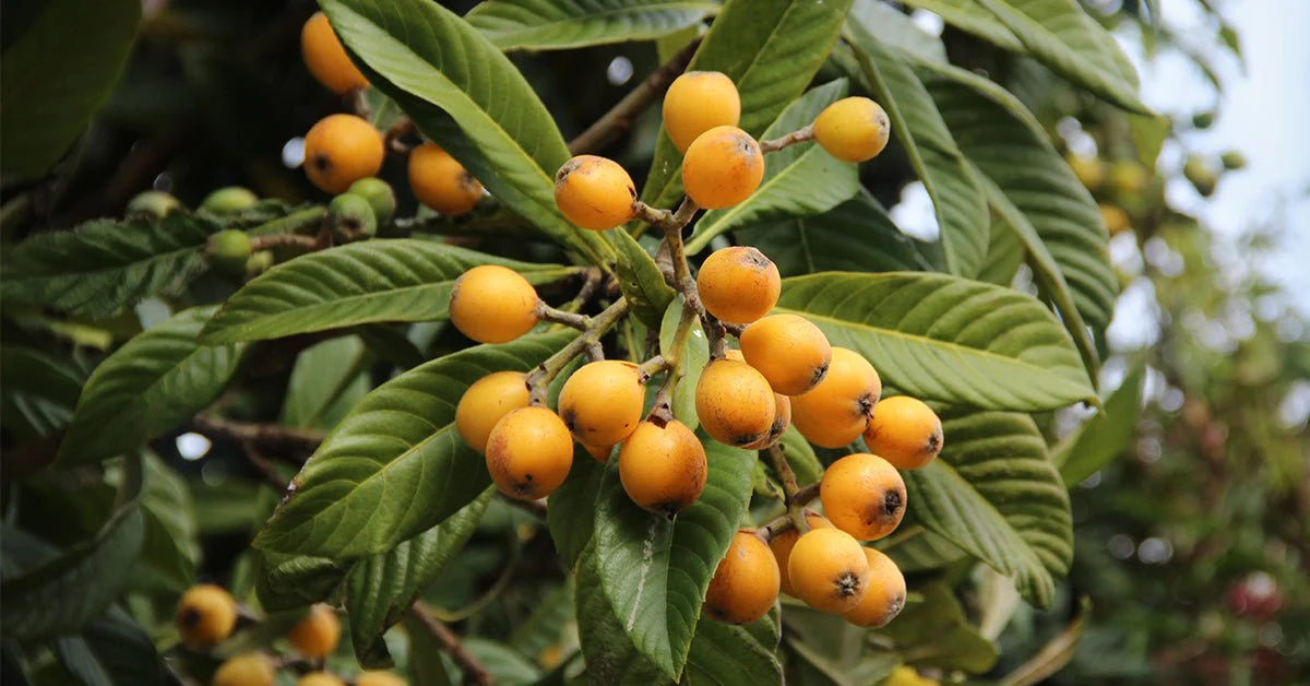 FastGrowingTrees Sales -FastGrowingTrees Sales loquat fruit tree 1 gallon