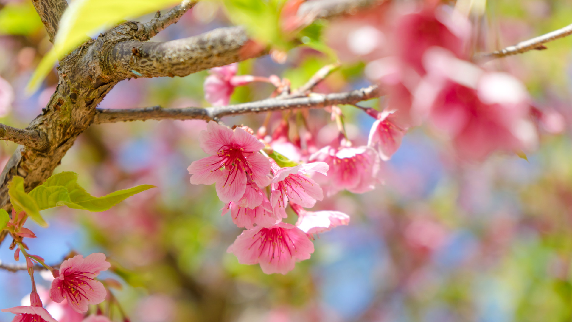 FastGrowingTrees Sales -FastGrowingTrees Sales flowering tree iStock 646742084